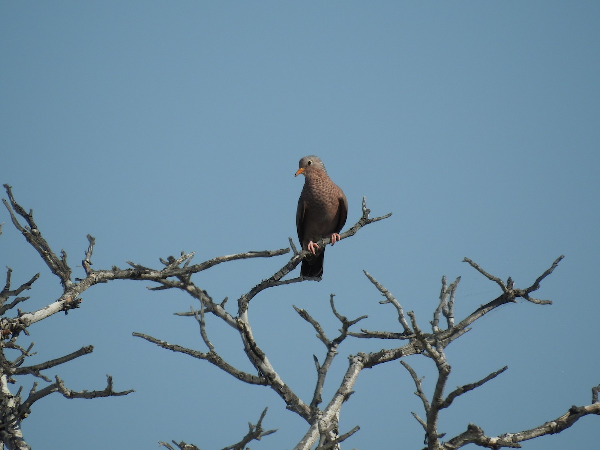 Common Ground Dove - ML619808776