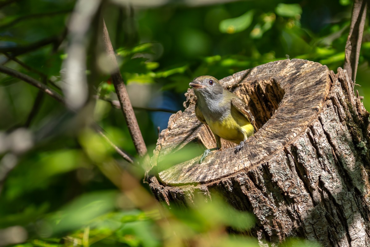 Great Crested Flycatcher - ML619808777