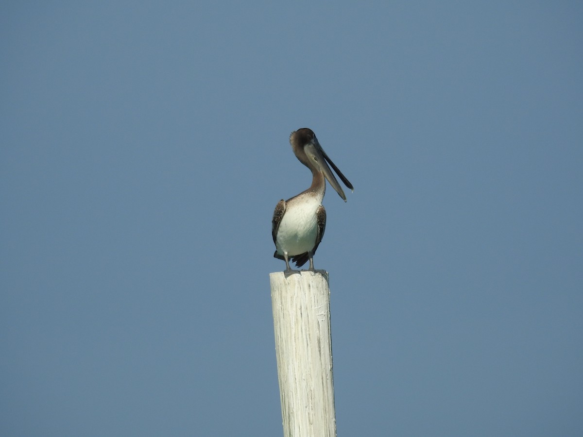 Brown Pelican - ML619808780