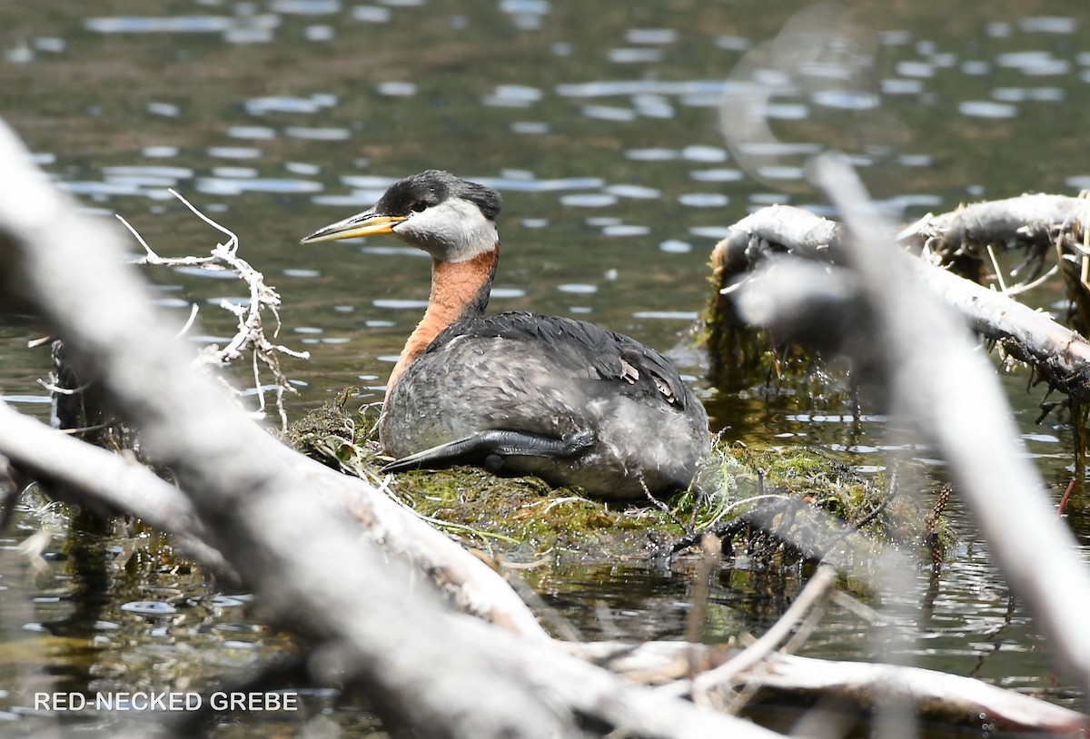 Red-necked Grebe - ML619808797