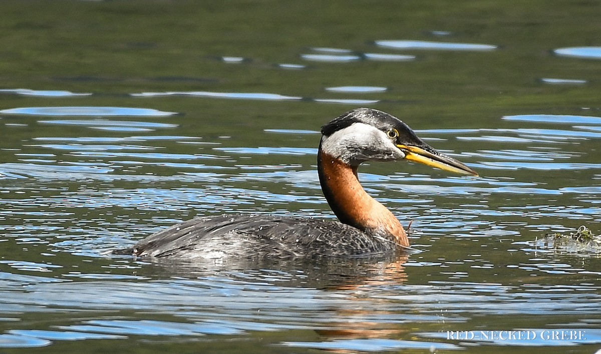 Red-necked Grebe - ML619808798
