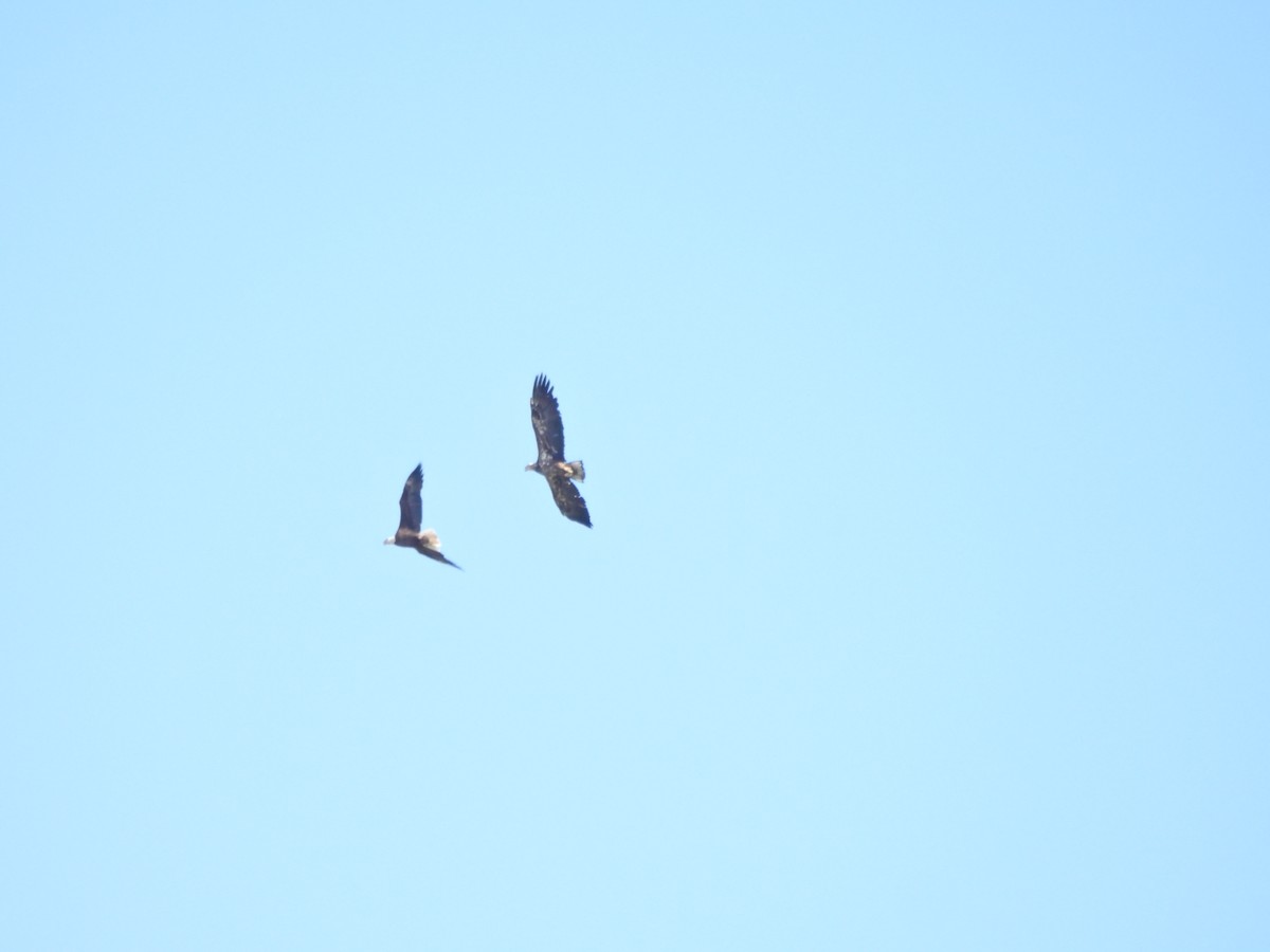 Bald Eagle - ML619808803