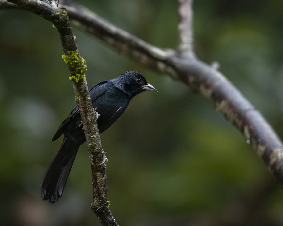 Ruby-crowned Tanager - ML619808804
