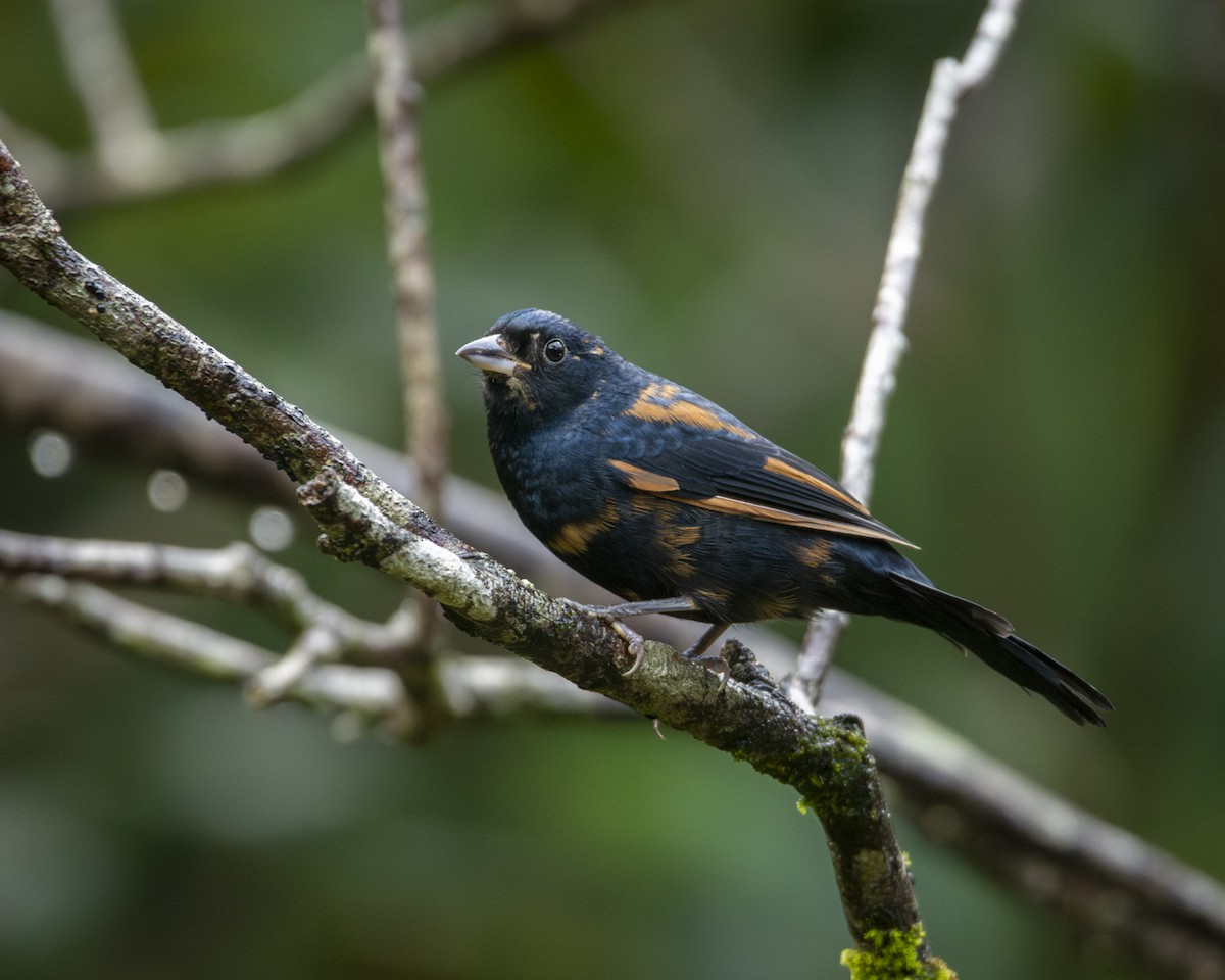 Ruby-crowned Tanager - ML619808805