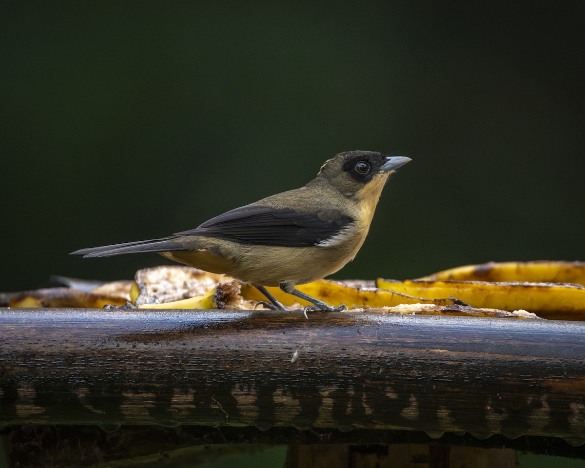 Black-goggled Tanager - ML619808807