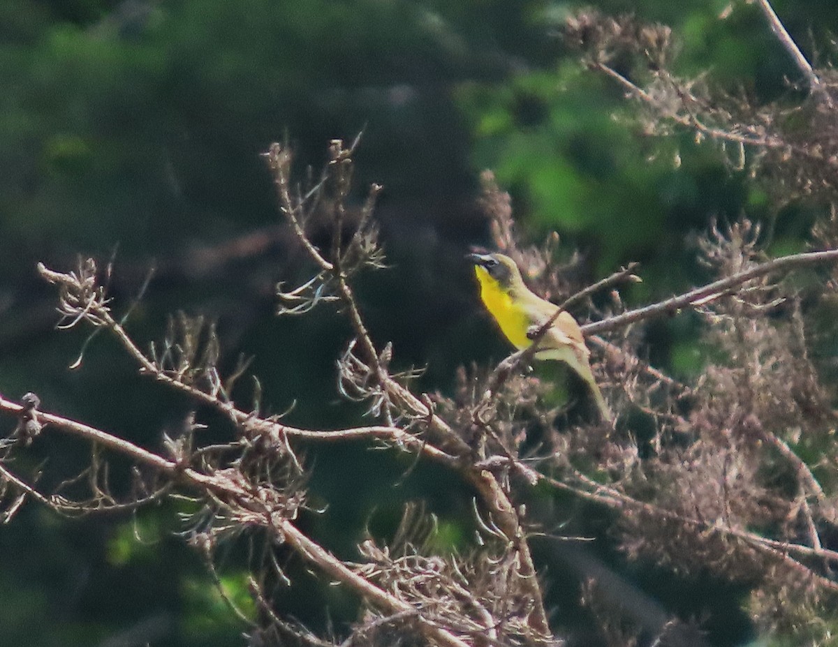 Yellow-breasted Chat - ML619808813