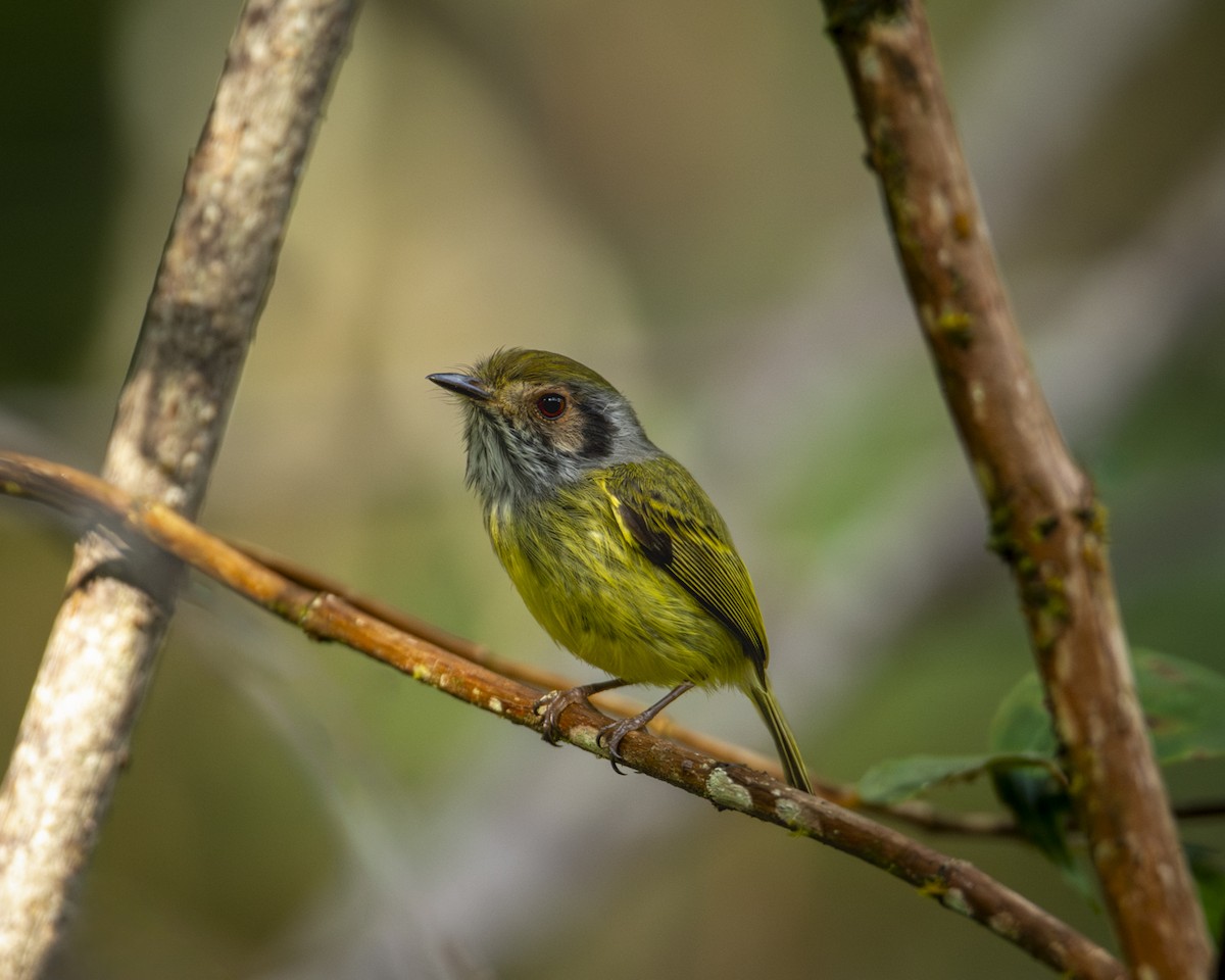 Eared Pygmy-Tyrant - ML619808815