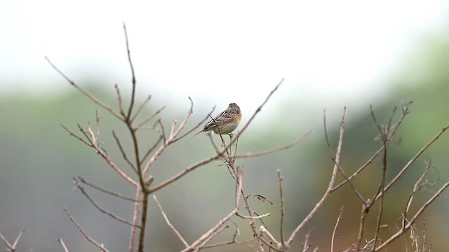 Grasshopper Sparrow - ML619808816