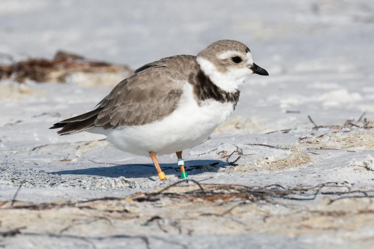 Piping Plover - ML619808817