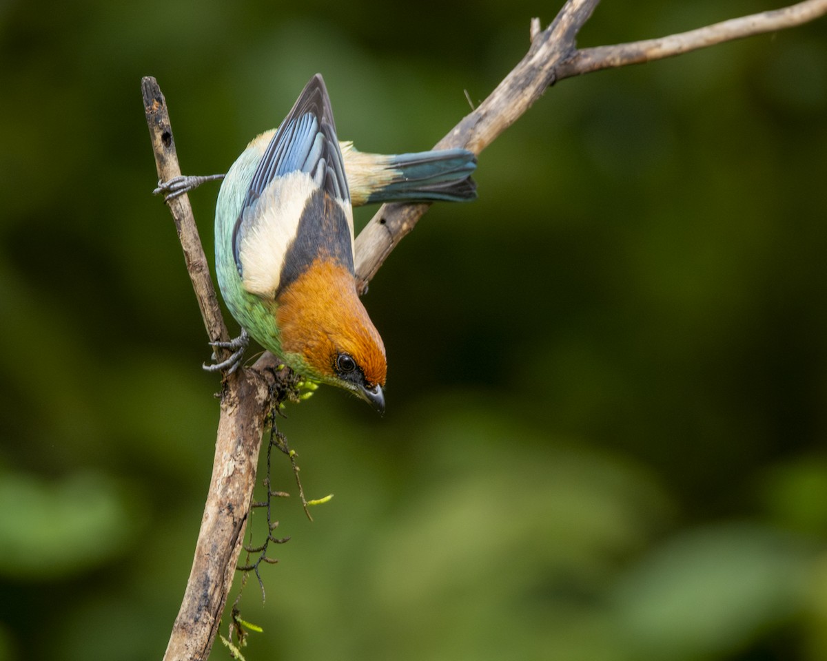 Black-backed Tanager - ML619808818