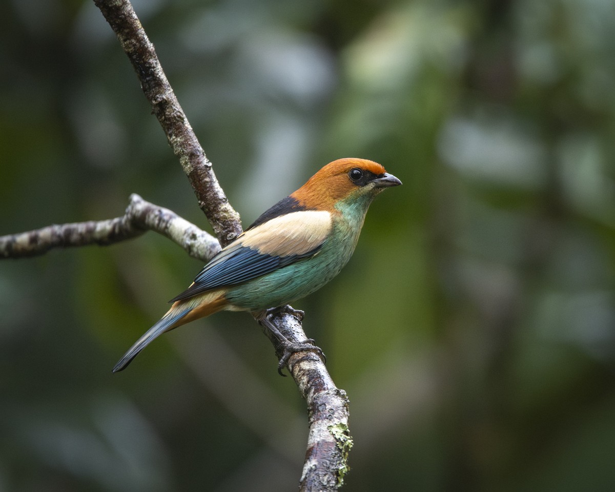 Black-backed Tanager - ML619808820
