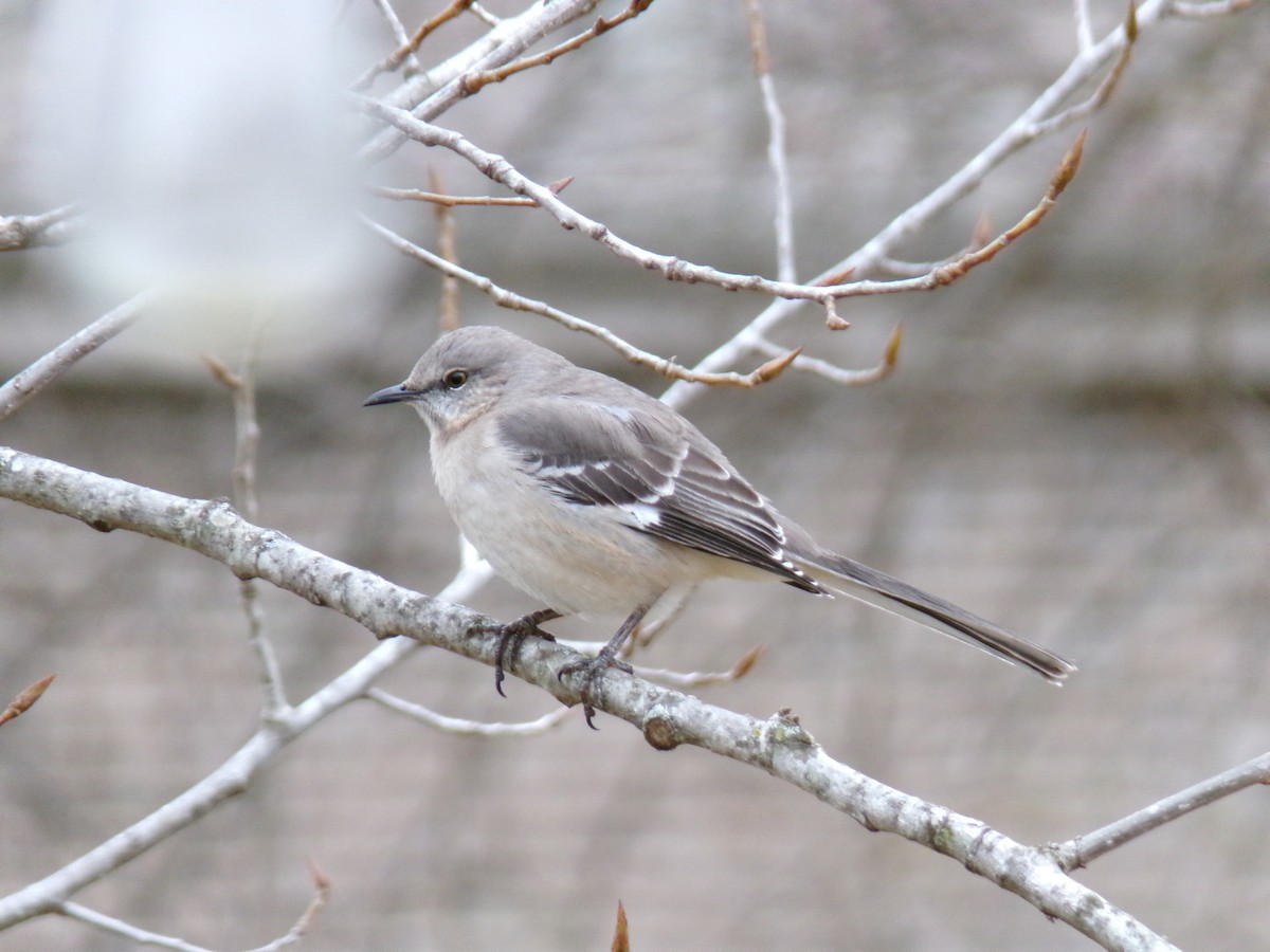 Northern Mockingbird - ML619808821