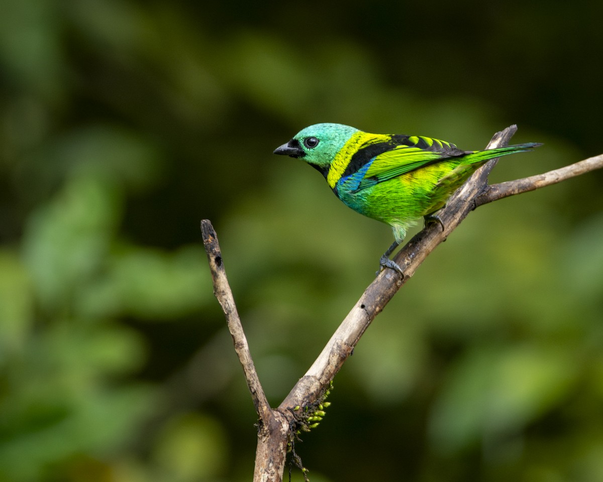 Green-headed Tanager - ML619808824