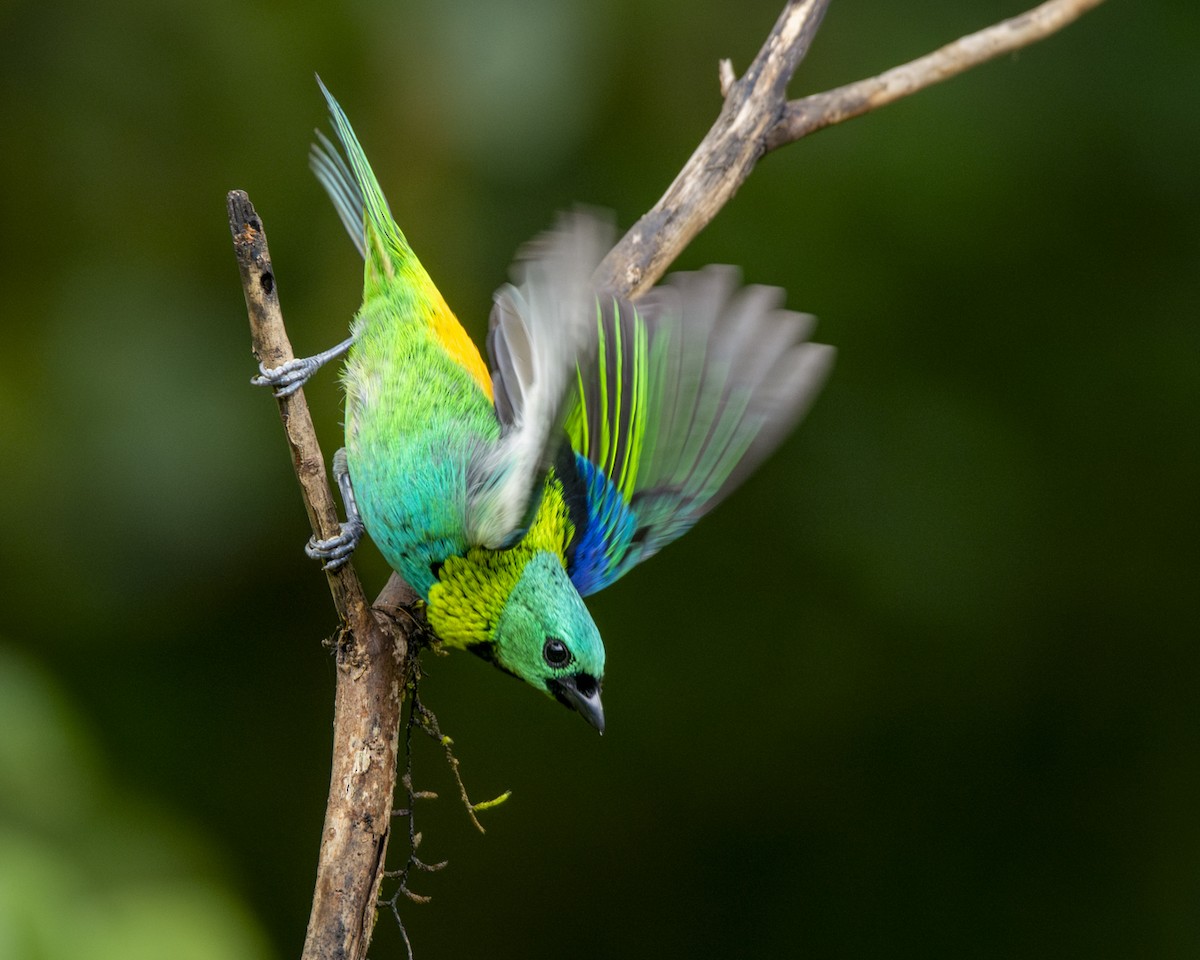 Green-headed Tanager - ML619808825