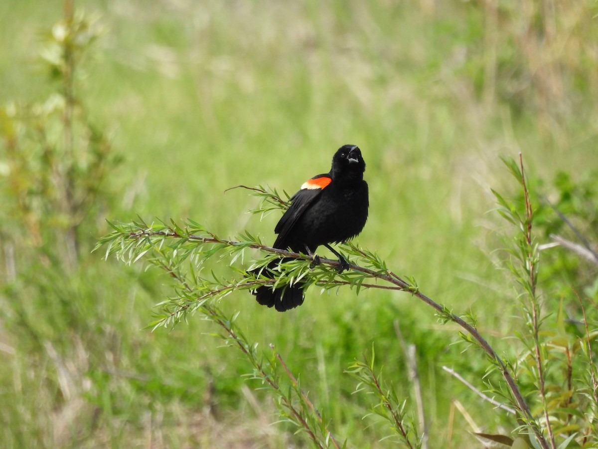 Red-winged Blackbird - ML619808830
