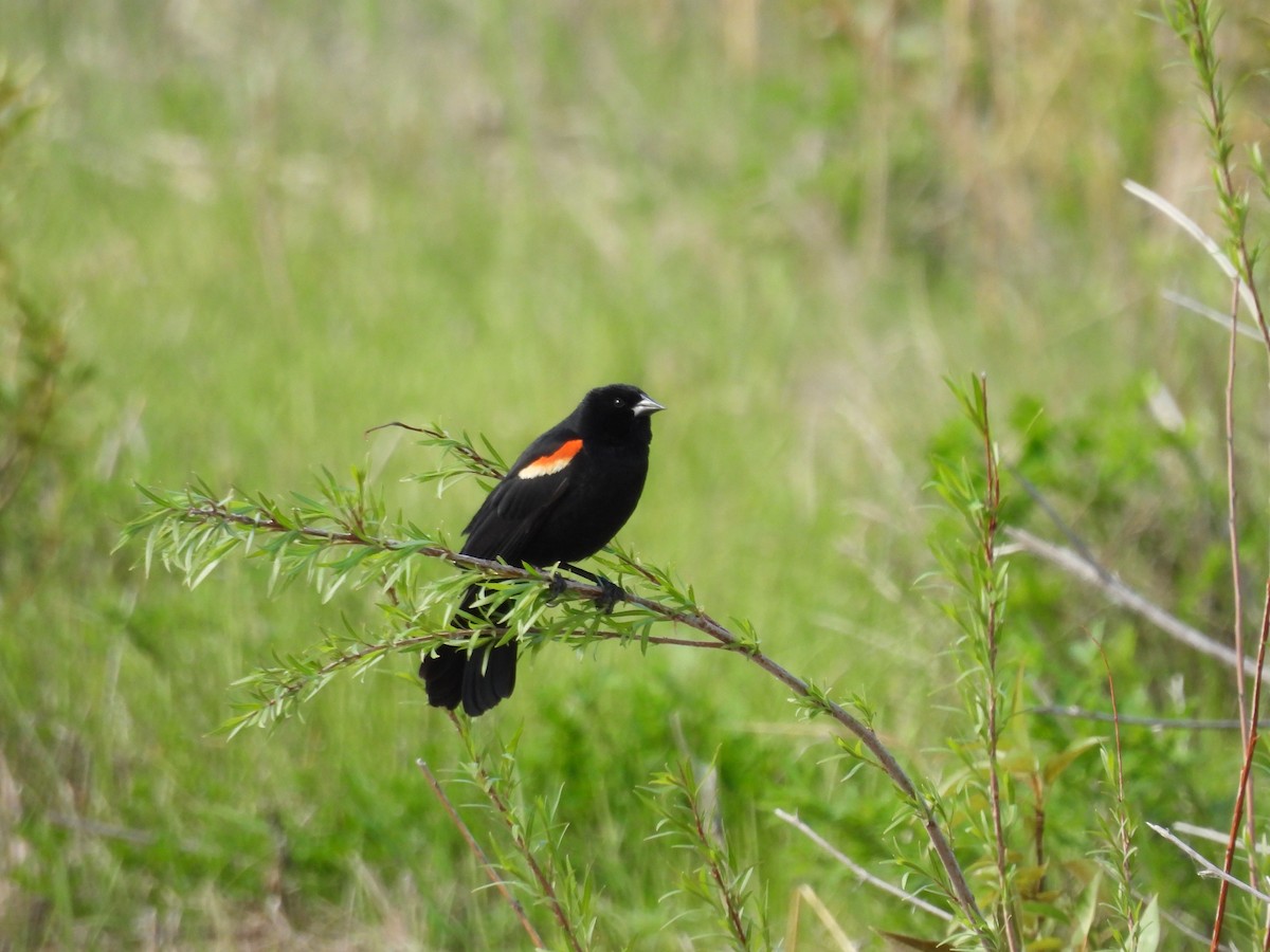 Red-winged Blackbird - ML619808834
