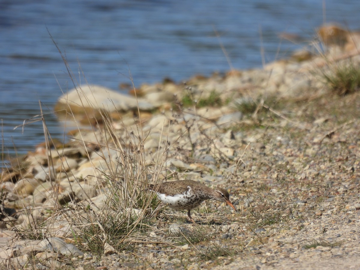 Spotted Sandpiper - ML619808843