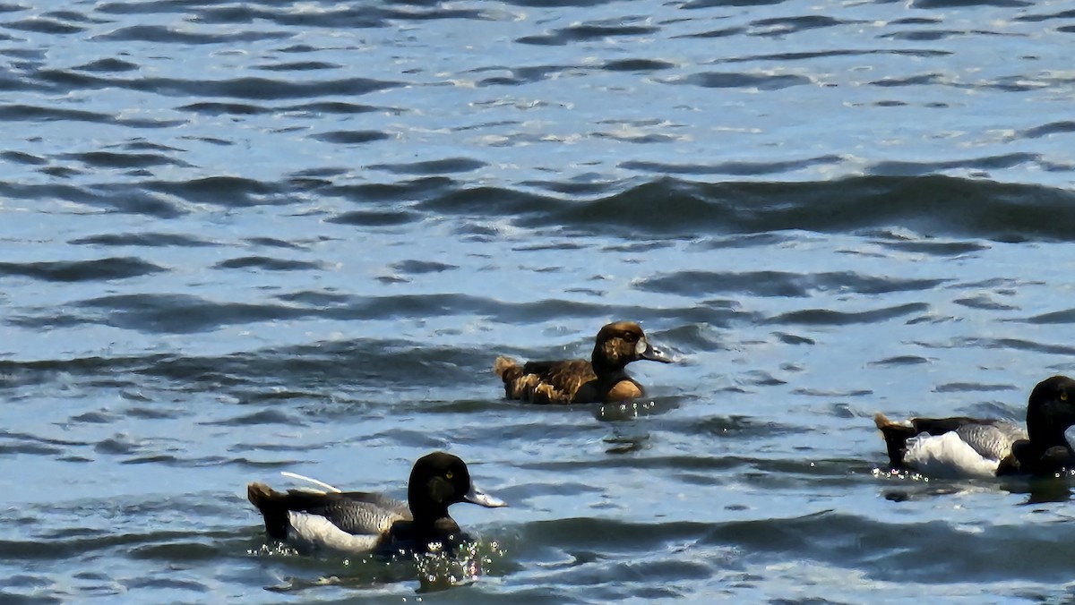 Greater/Lesser Scaup - ML619808848