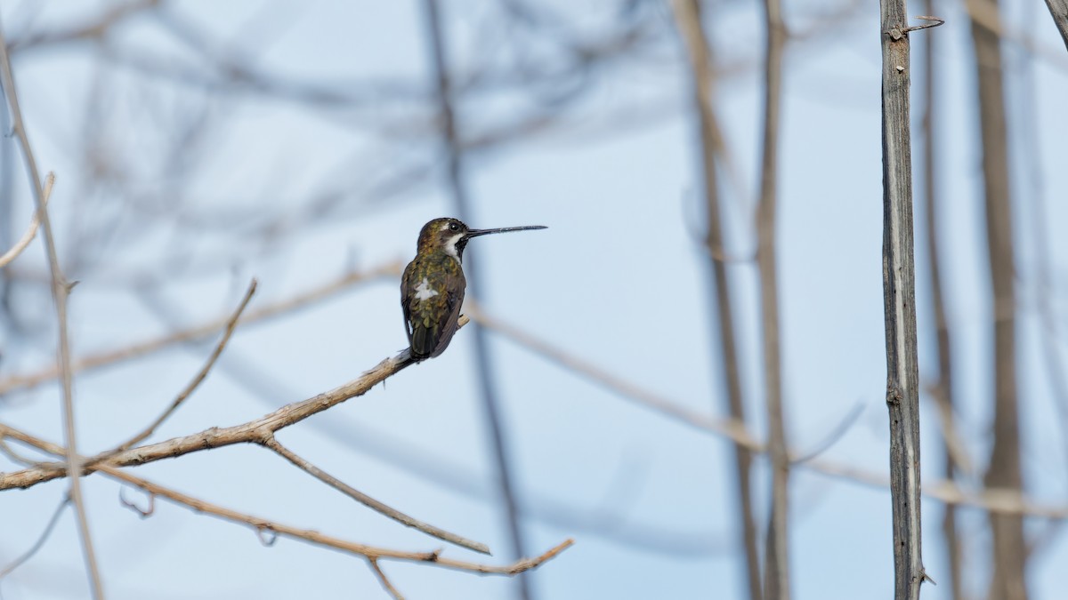 Long-billed Starthroat - ML619808855