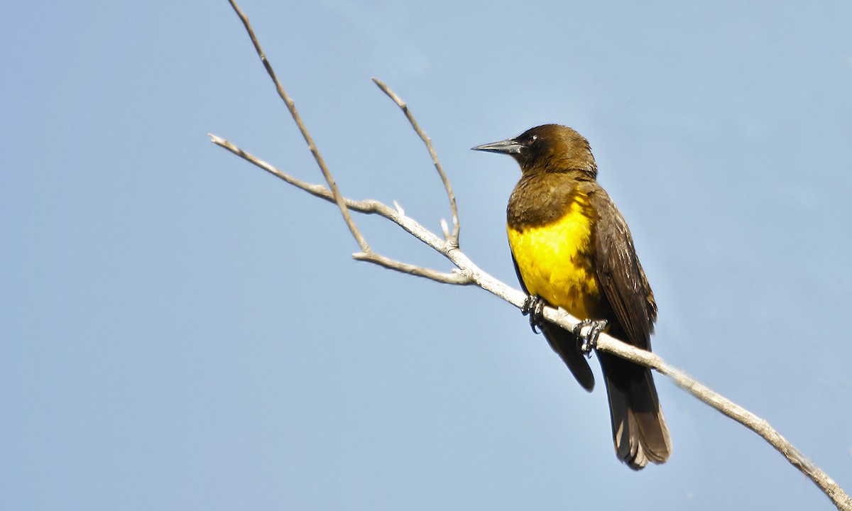 Brown-and-yellow Marshbird - ML619808858