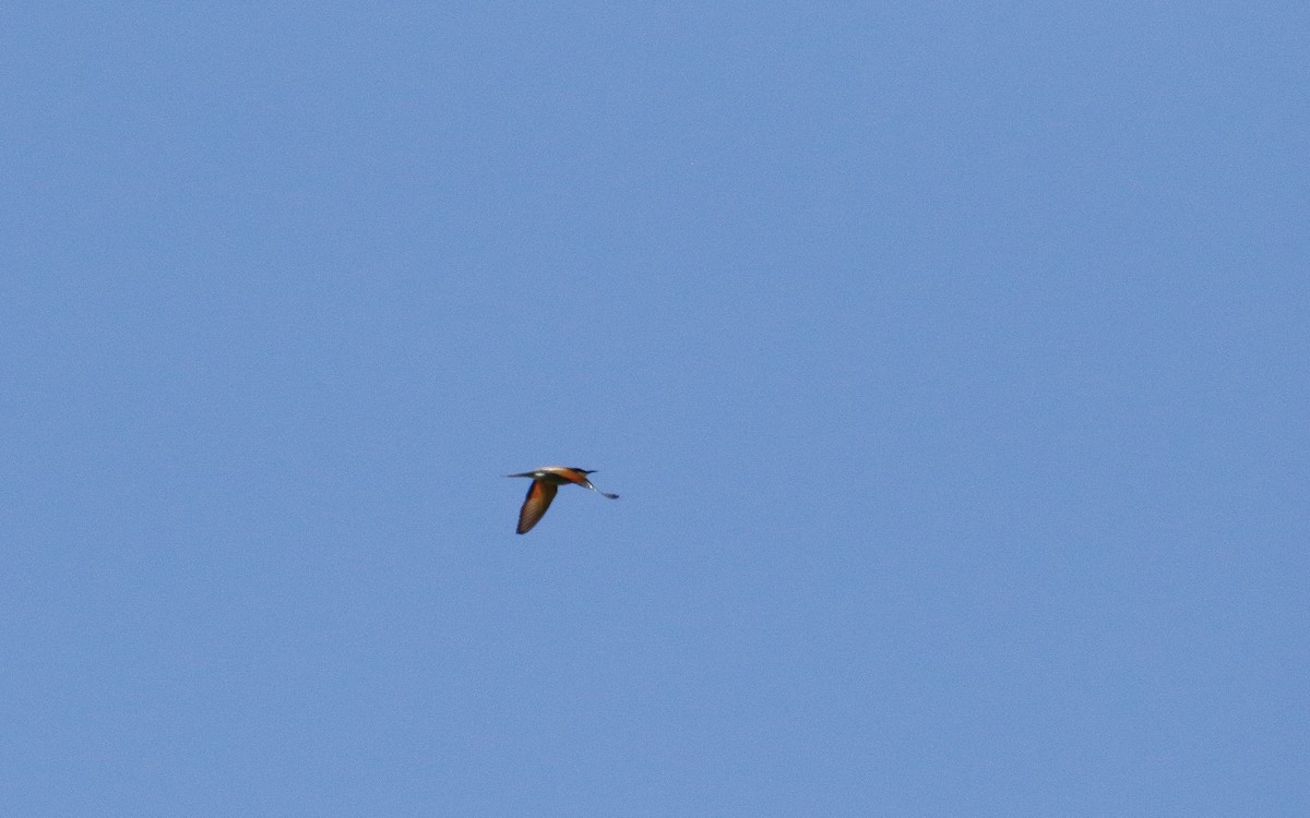 European Bee-eater - ML619808865