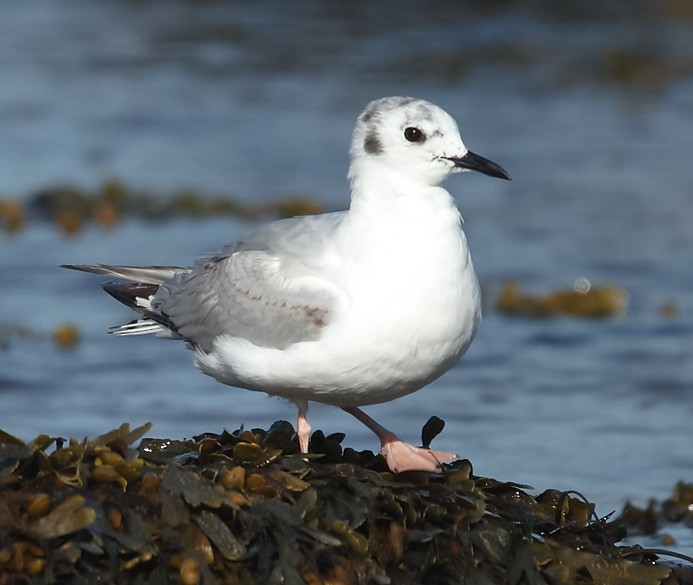 Bonaparte's Gull - Anonymous