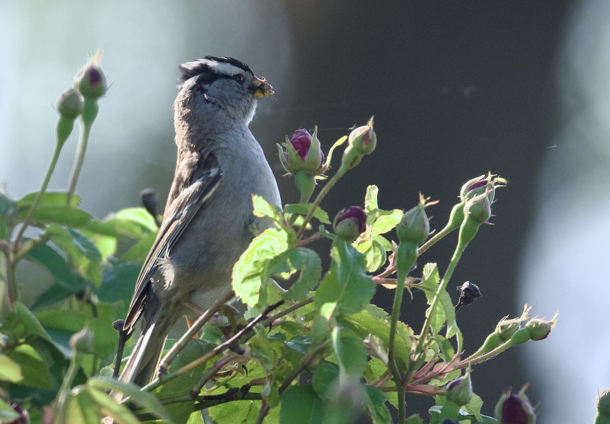 White-crowned Sparrow - ML619808889