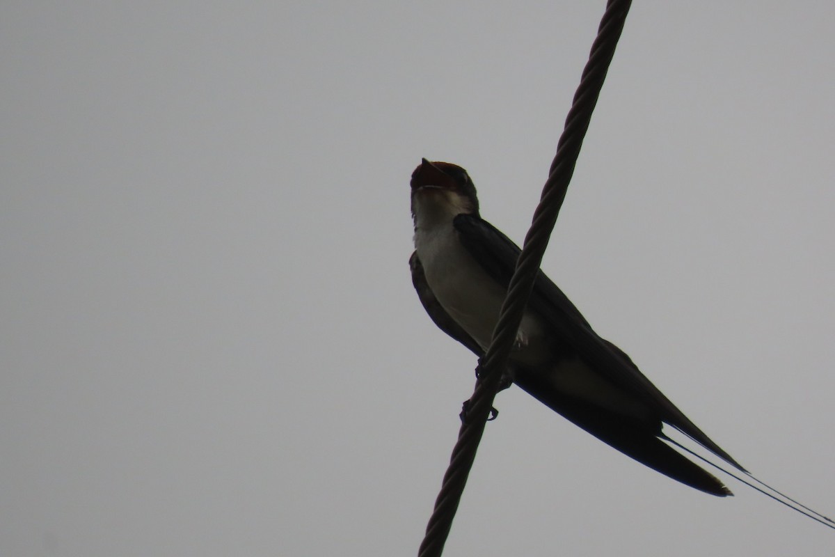 Wire-tailed Swallow - ML619808896