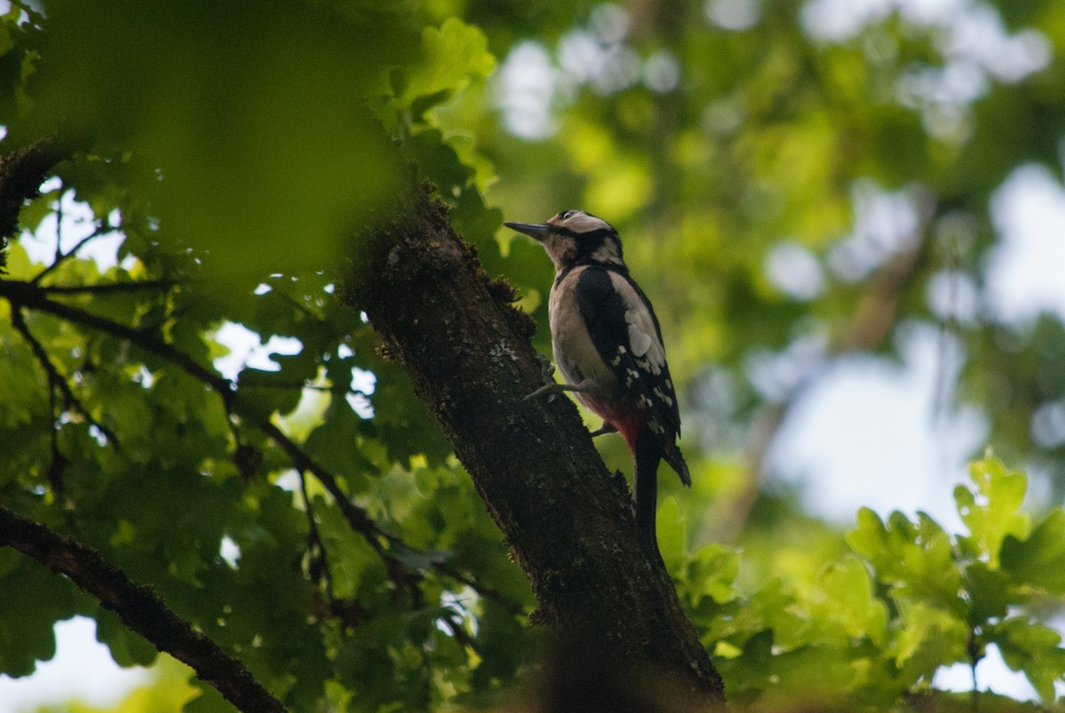 Great Spotted Woodpecker - ML619808898