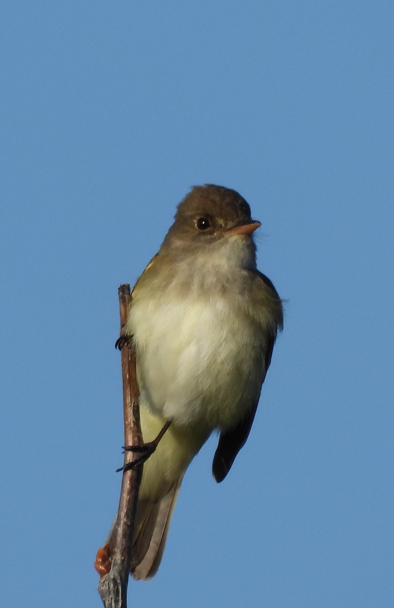 Willow Flycatcher - ML619808900