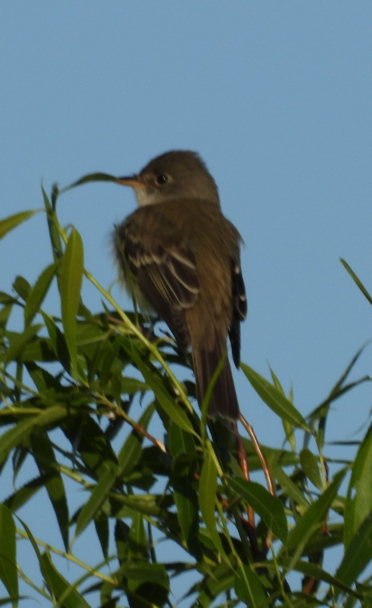 Willow Flycatcher - ML619808901