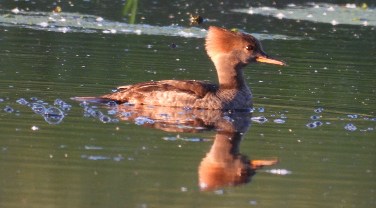 Hooded Merganser - ML619808902