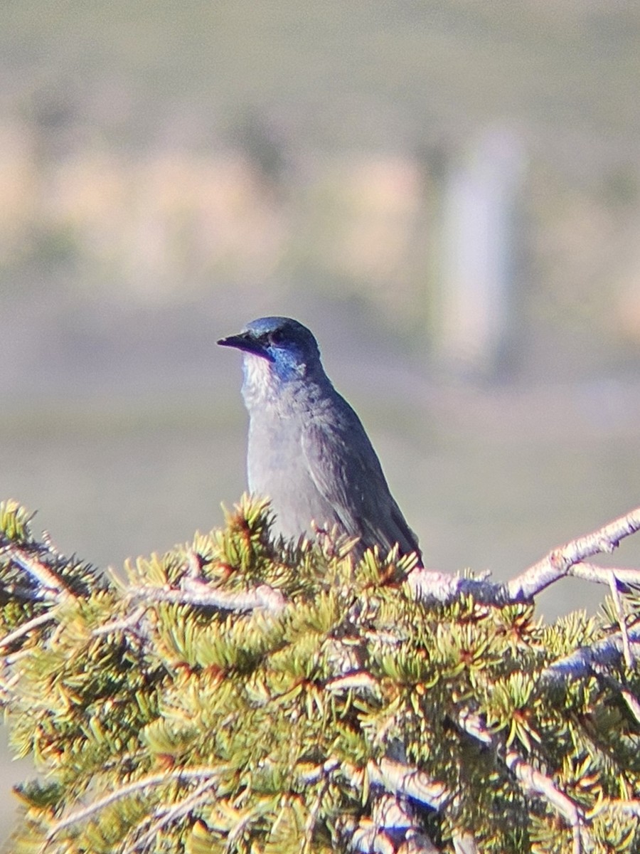 Pinyon Jay - Dustin Kohler