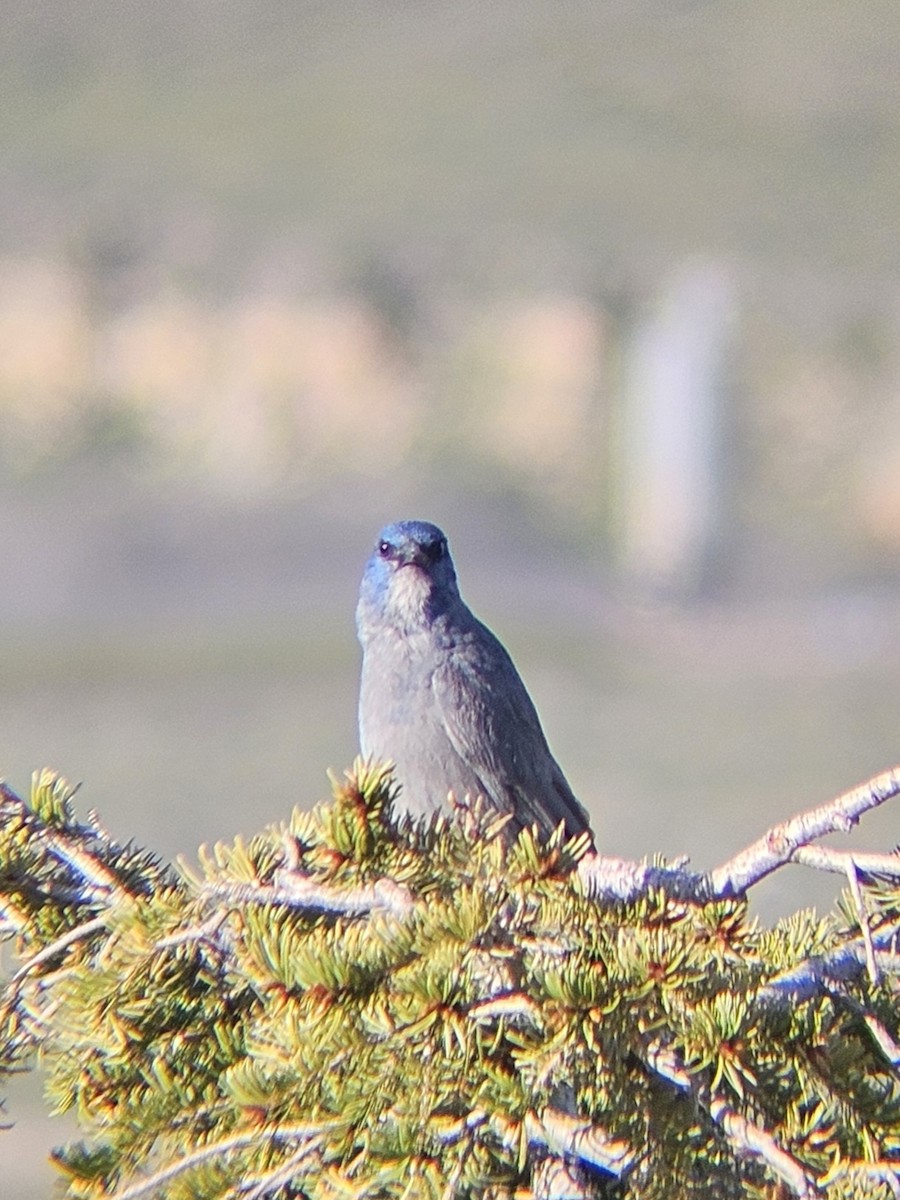 Pinyon Jay - ML619808906