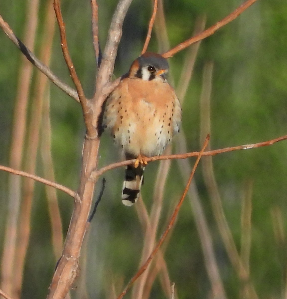 American Kestrel - ML619808908
