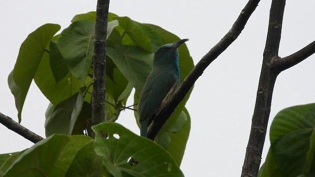 Blue-bearded Bee-eater - ML619808912