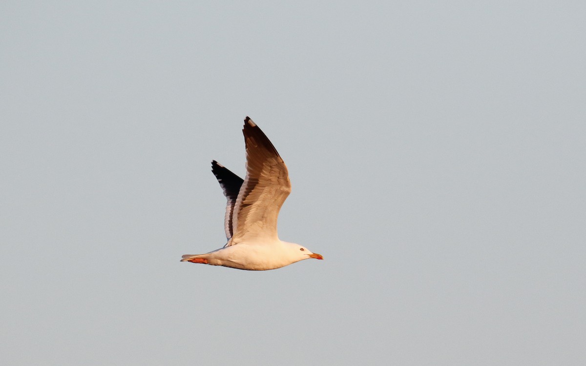 Lesser Black-backed Gull (fuscus) - ML619808924