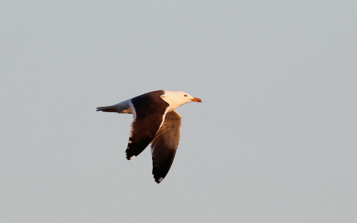 Lesser Black-backed Gull (fuscus) - ML619808925