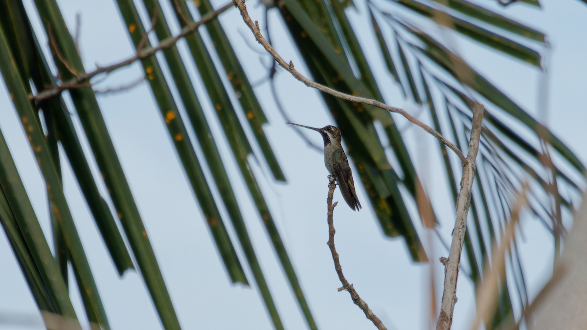 Long-billed Starthroat - ML619808929