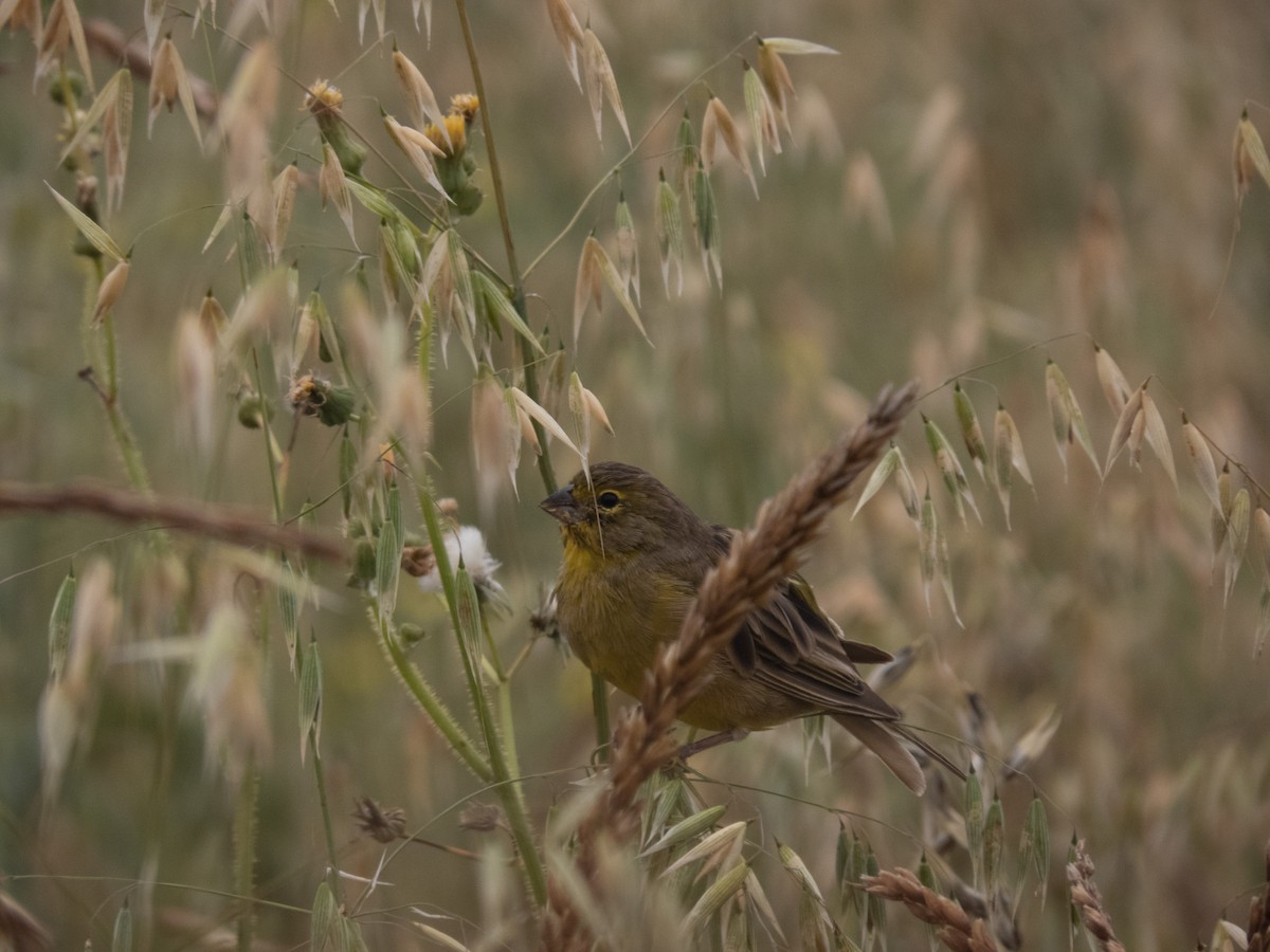 Grassland Yellow-Finch - ML619808942