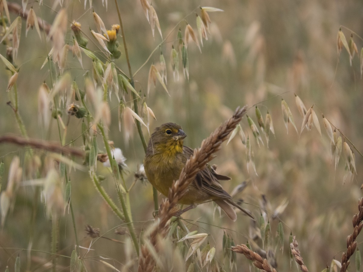 Grassland Yellow-Finch - ML619808943