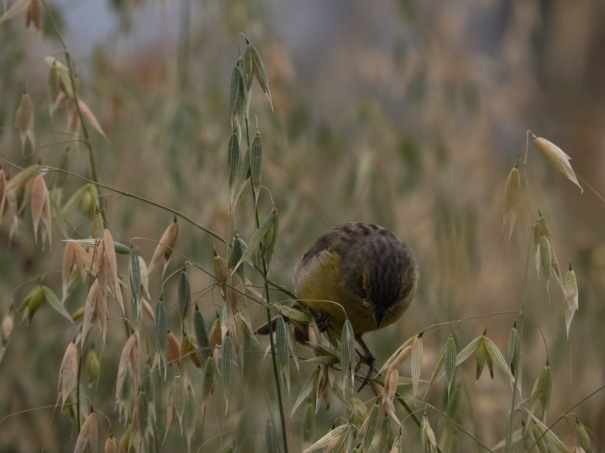 Grassland Yellow-Finch - ML619808944