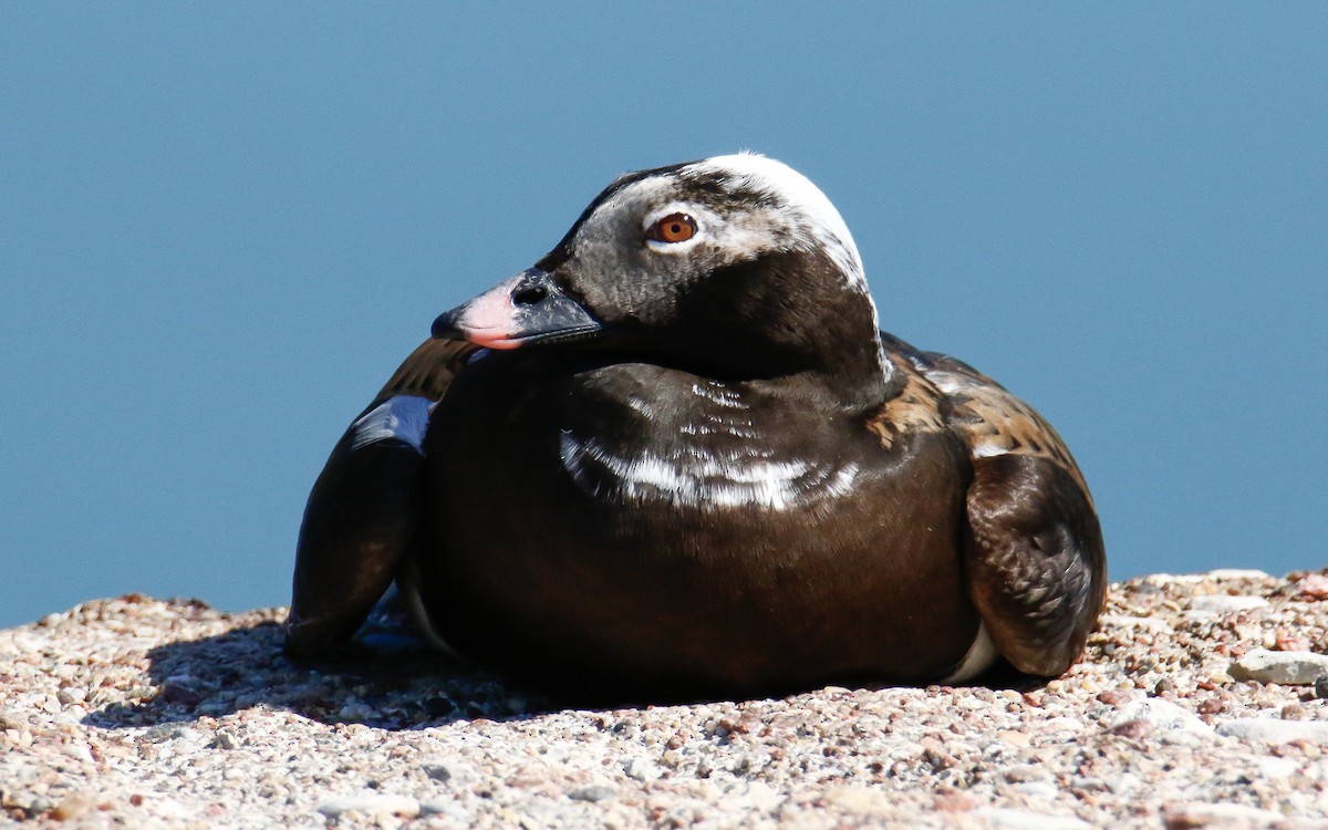 Long-tailed Duck - ML619808950