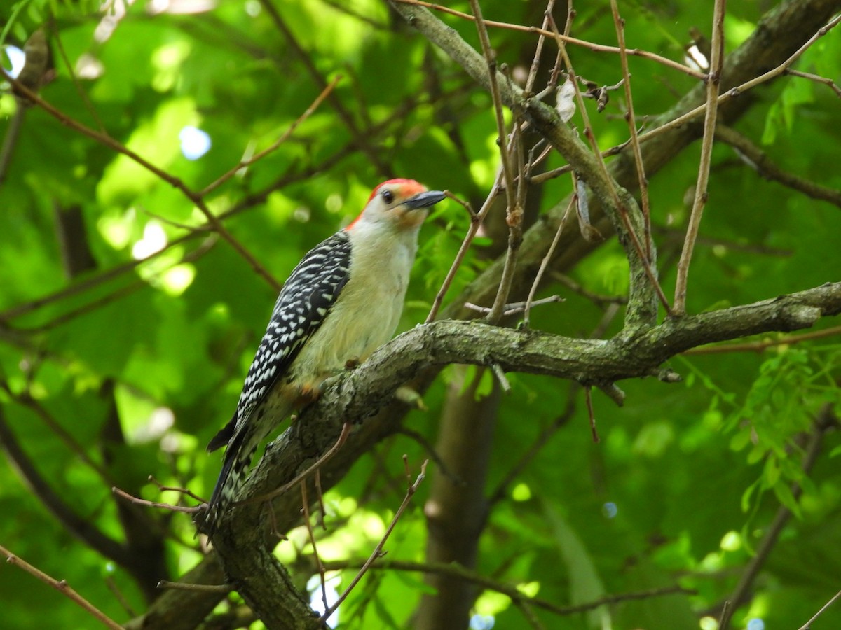 Red-bellied Woodpecker - ML619808956