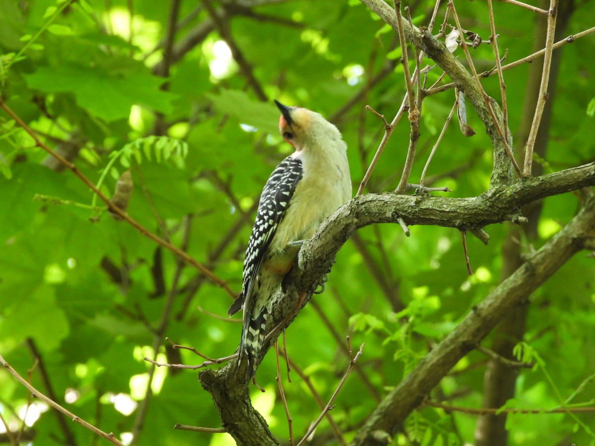 Red-bellied Woodpecker - ML619808957