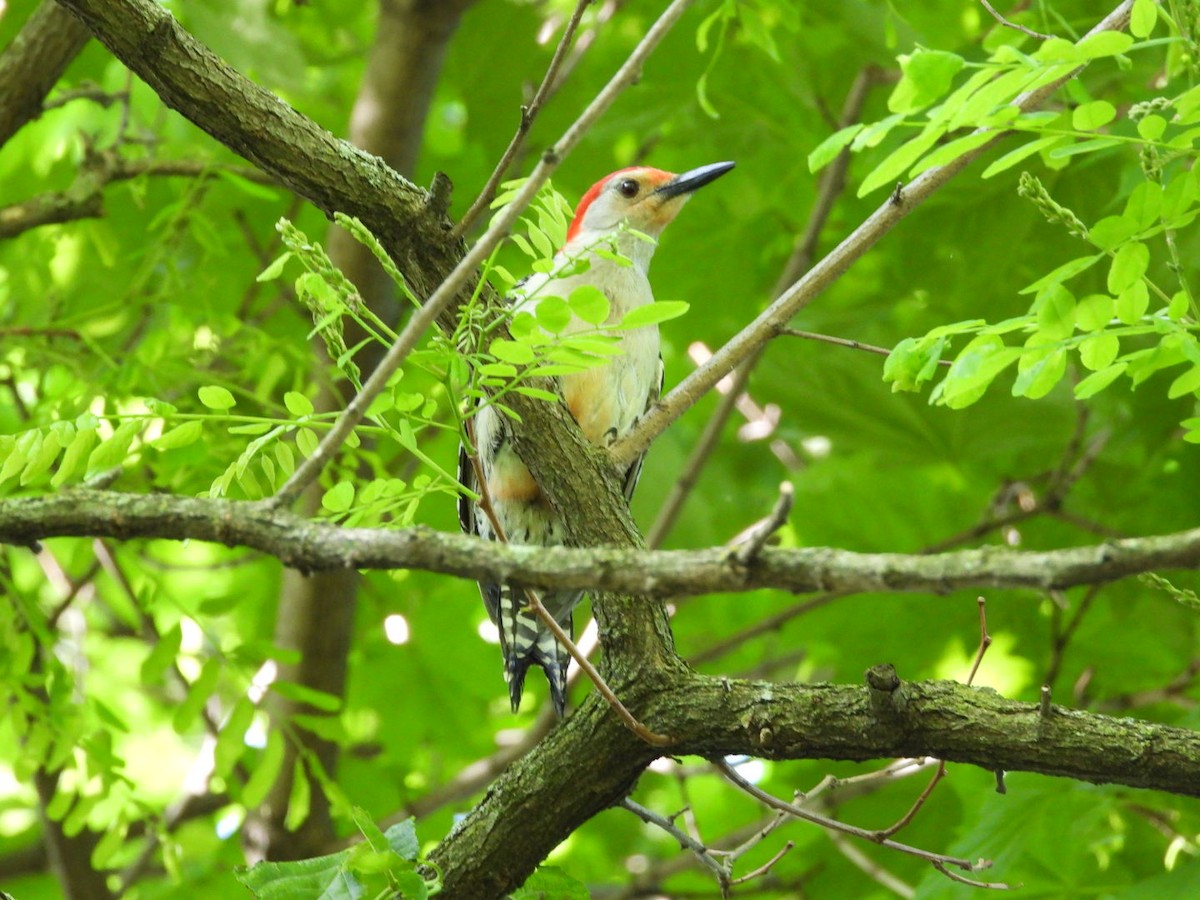 Red-bellied Woodpecker - ML619808959