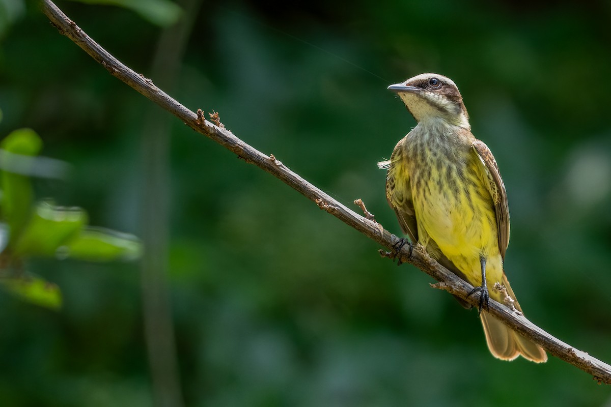 Piratic Flycatcher - ML619808962