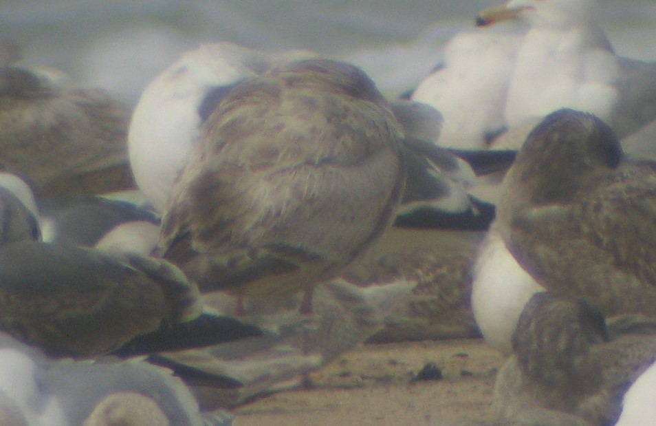 goéland sp. (Larus sp.) - ML619808966