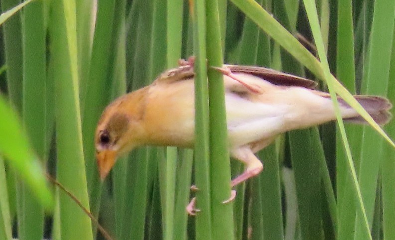 Baya Weaver - ML619808983