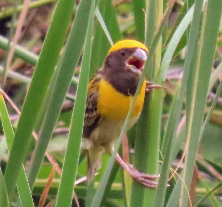 Baya Weaver - ML619808985